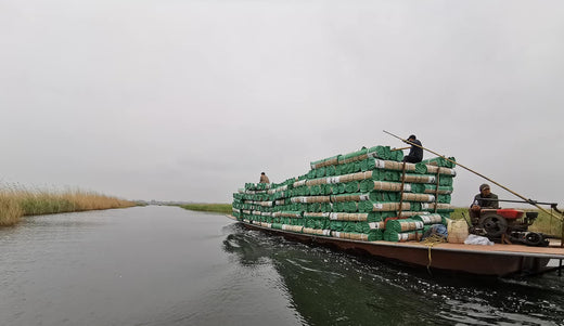 Onze rietproductie in China