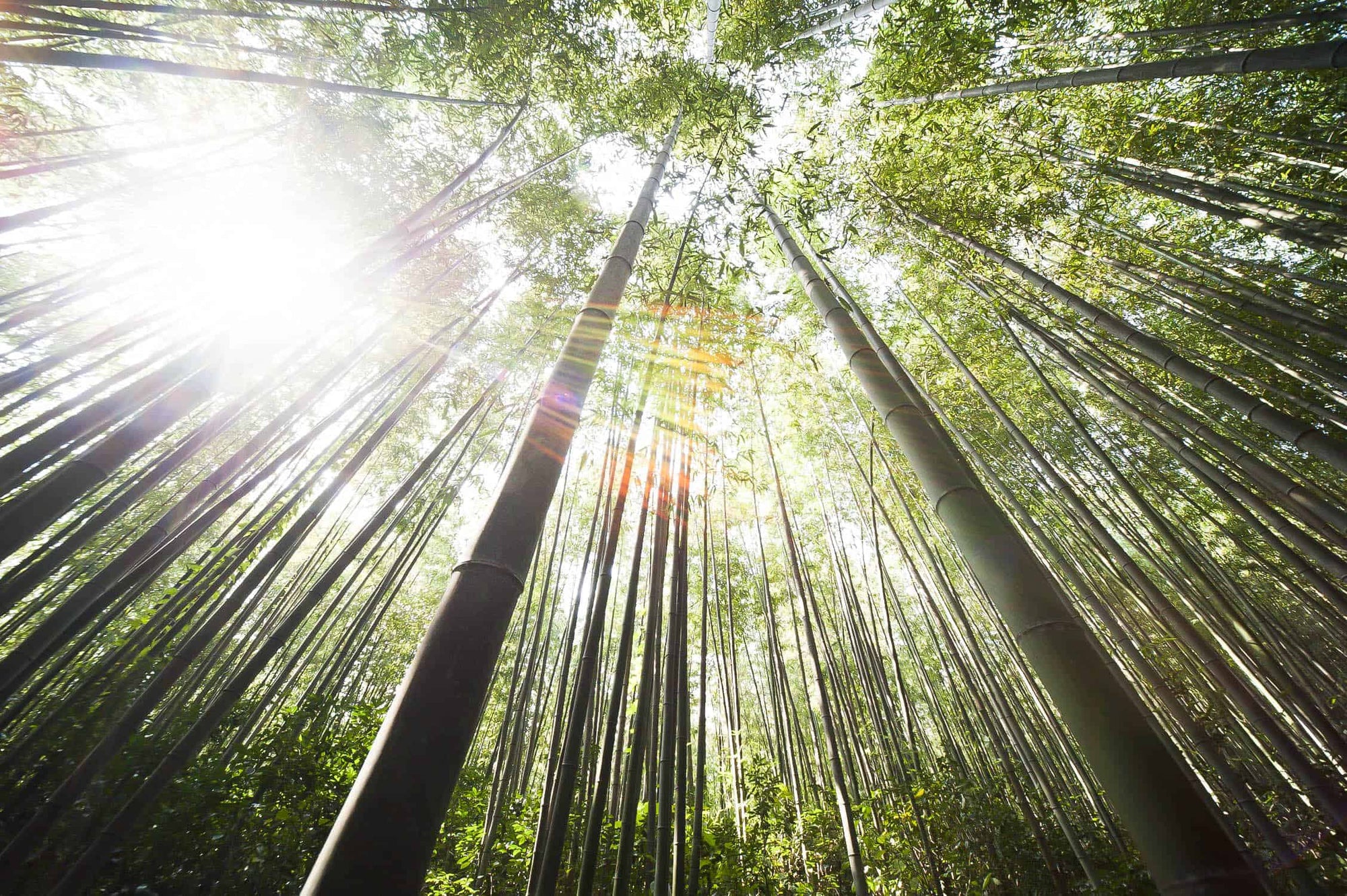 Groei en vorming van bamboepalen