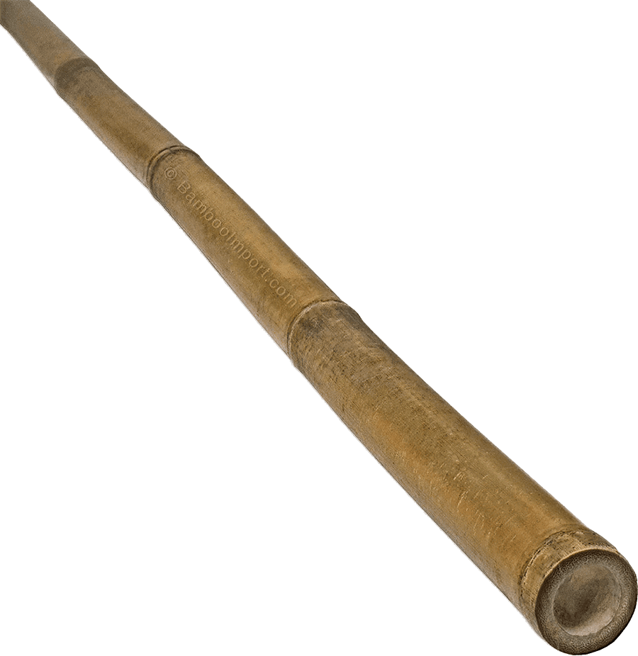bamboe stokken Bamboe Stok Tonkin kopen?