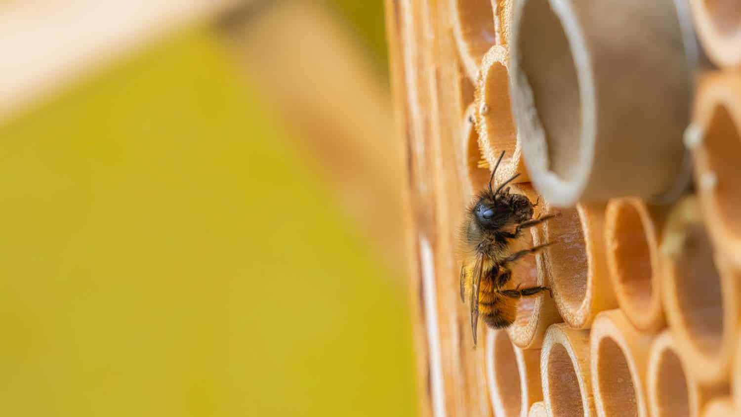 Insectenhotels bij Van Der Spek groep