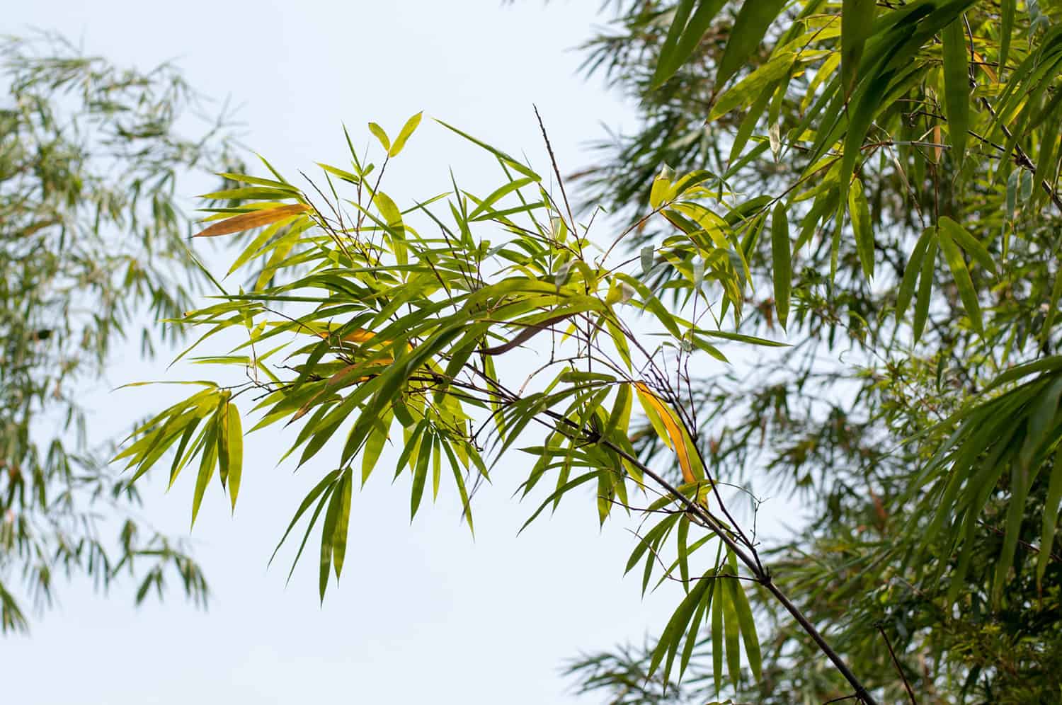 Gregarious flowering: de zeldzame bloei van bamboe