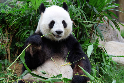 Internationale dag van de Panda