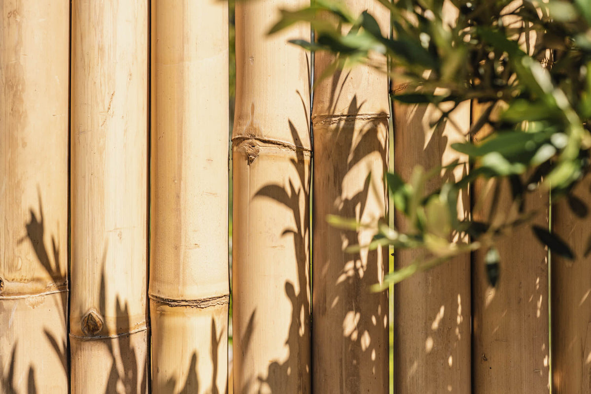 teller Weiland Nieuwe betekenis Bamboe Schuttingen kopen? | Bamboo Import