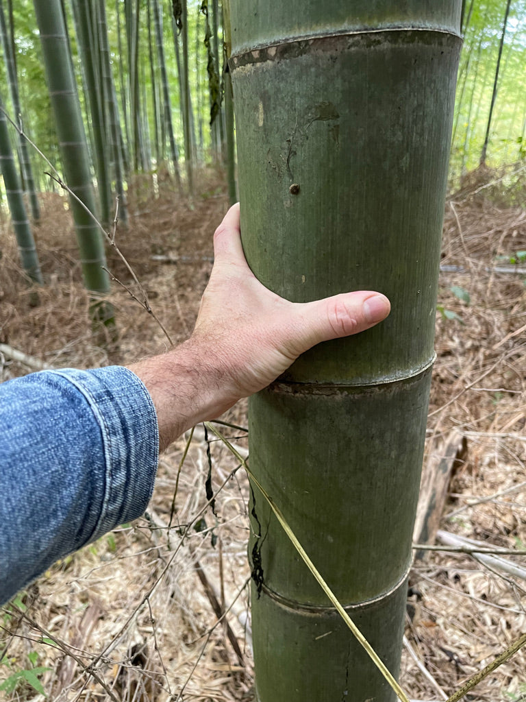 EQNX MVMT - The bamboo that bends is stronger than the oak that resists. •  Be like bamboo.🎍 Bamboo is flexible and bends with the wind without  breaking. It adapts to difficult