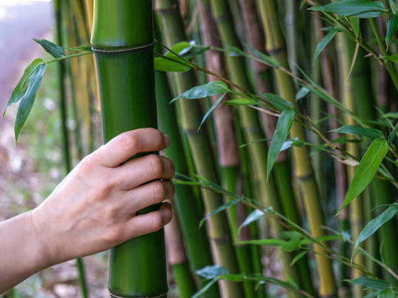 Copertura pergolato in bambù ad intreccio IN&OUT - Bambuseto