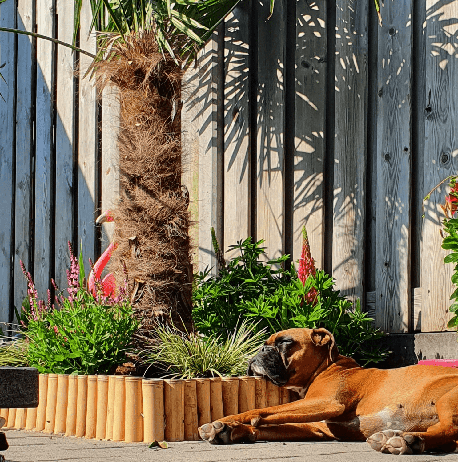 Bamboe Border Naturel op rol - Moso