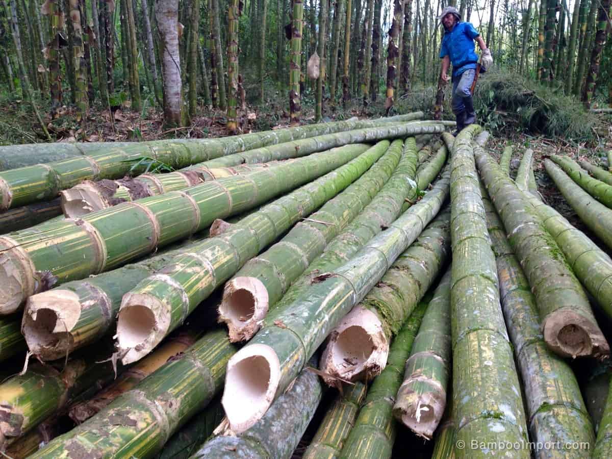 harvesting bamboo stems