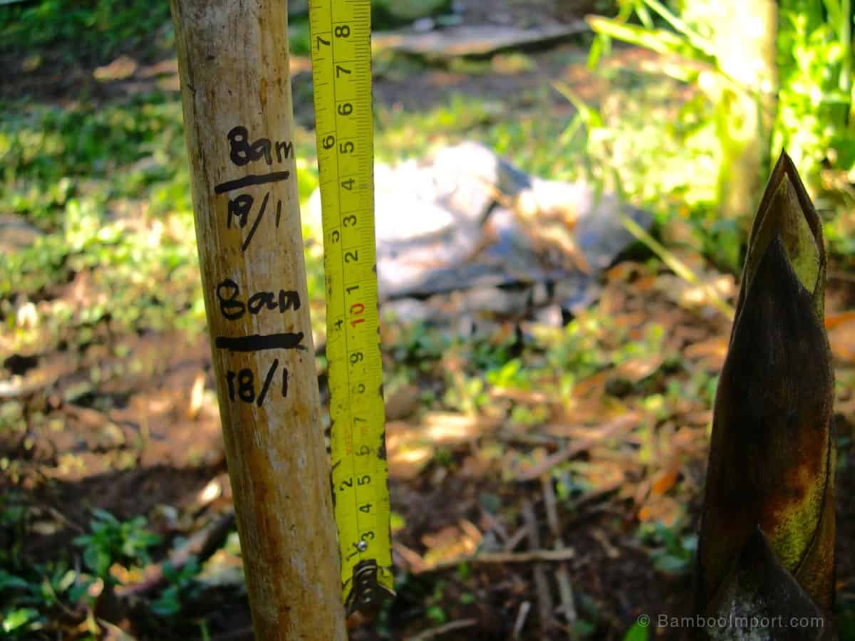 tasa de crecimiento del bambú