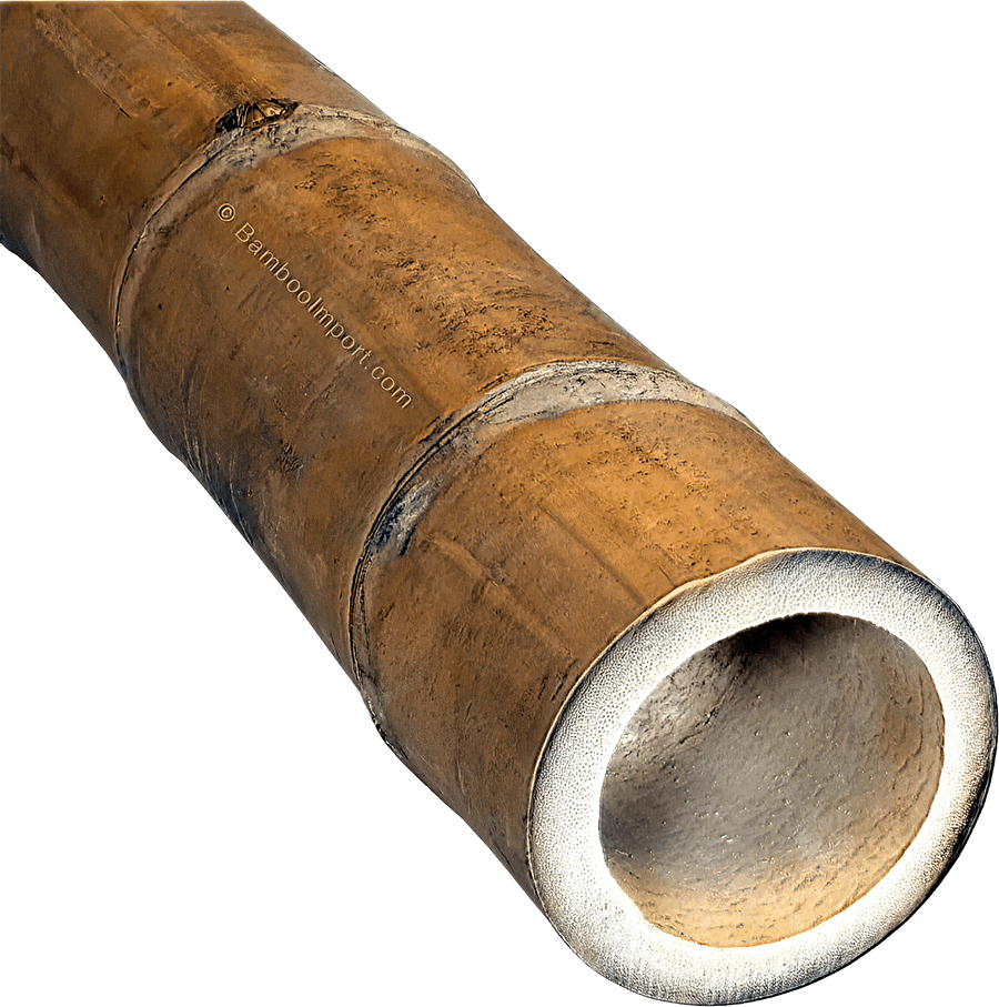 Bâtons de bambou Guadua - 90-110mm