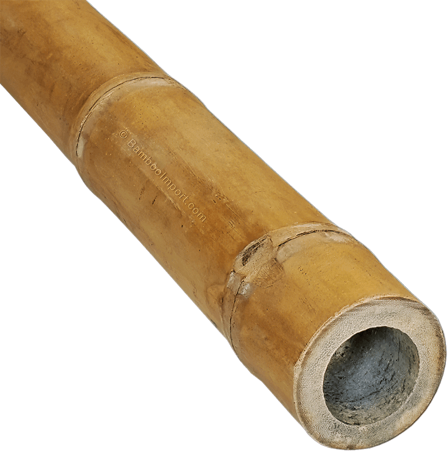 Bamboe Stokken Guadua - image2